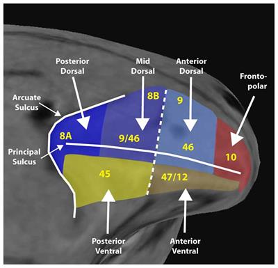 Representation of Spatial and Feature Information in the Monkey Dorsal and Ventral Prefrontal Cortex